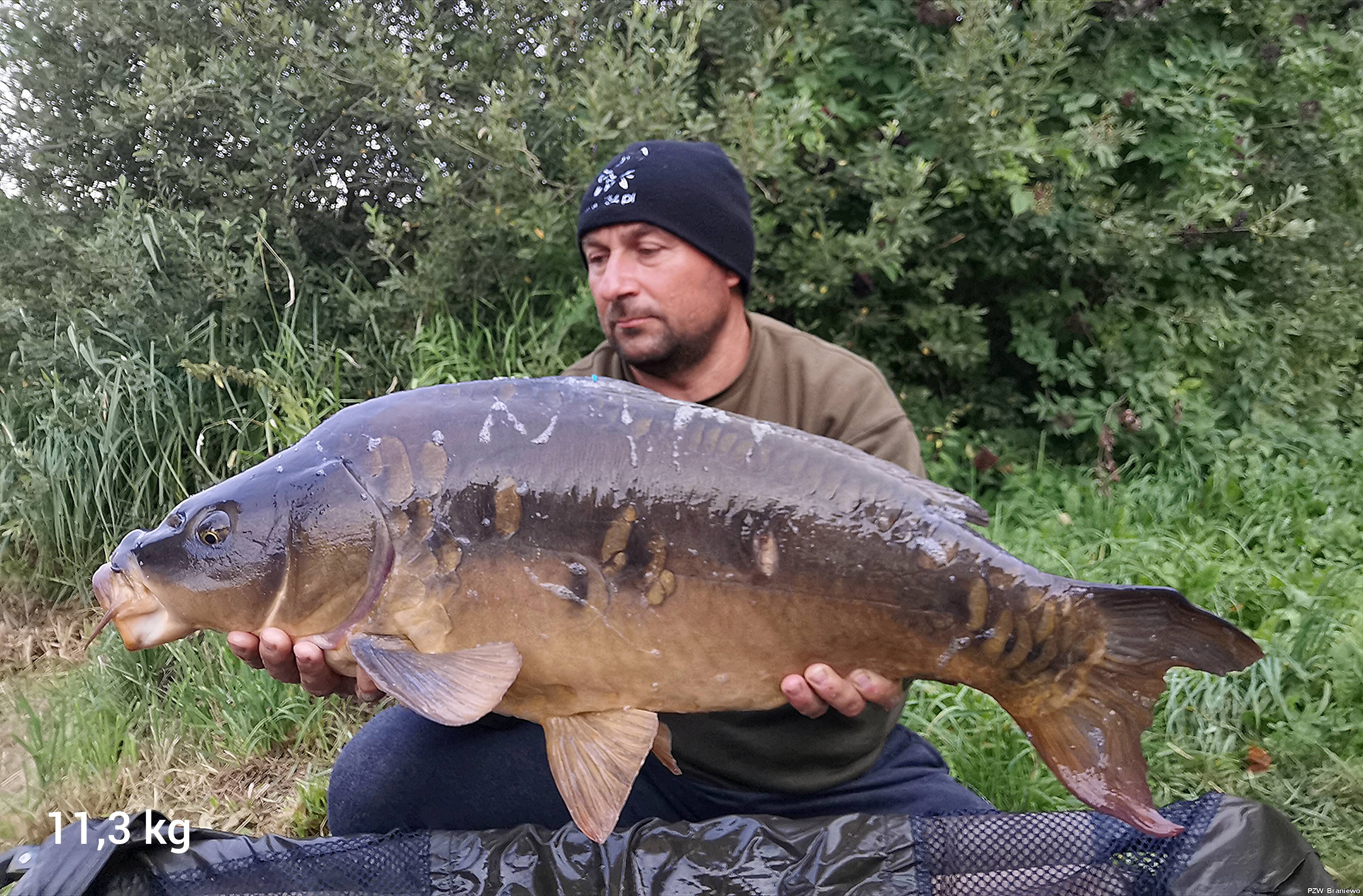 Karp 11,3 kg