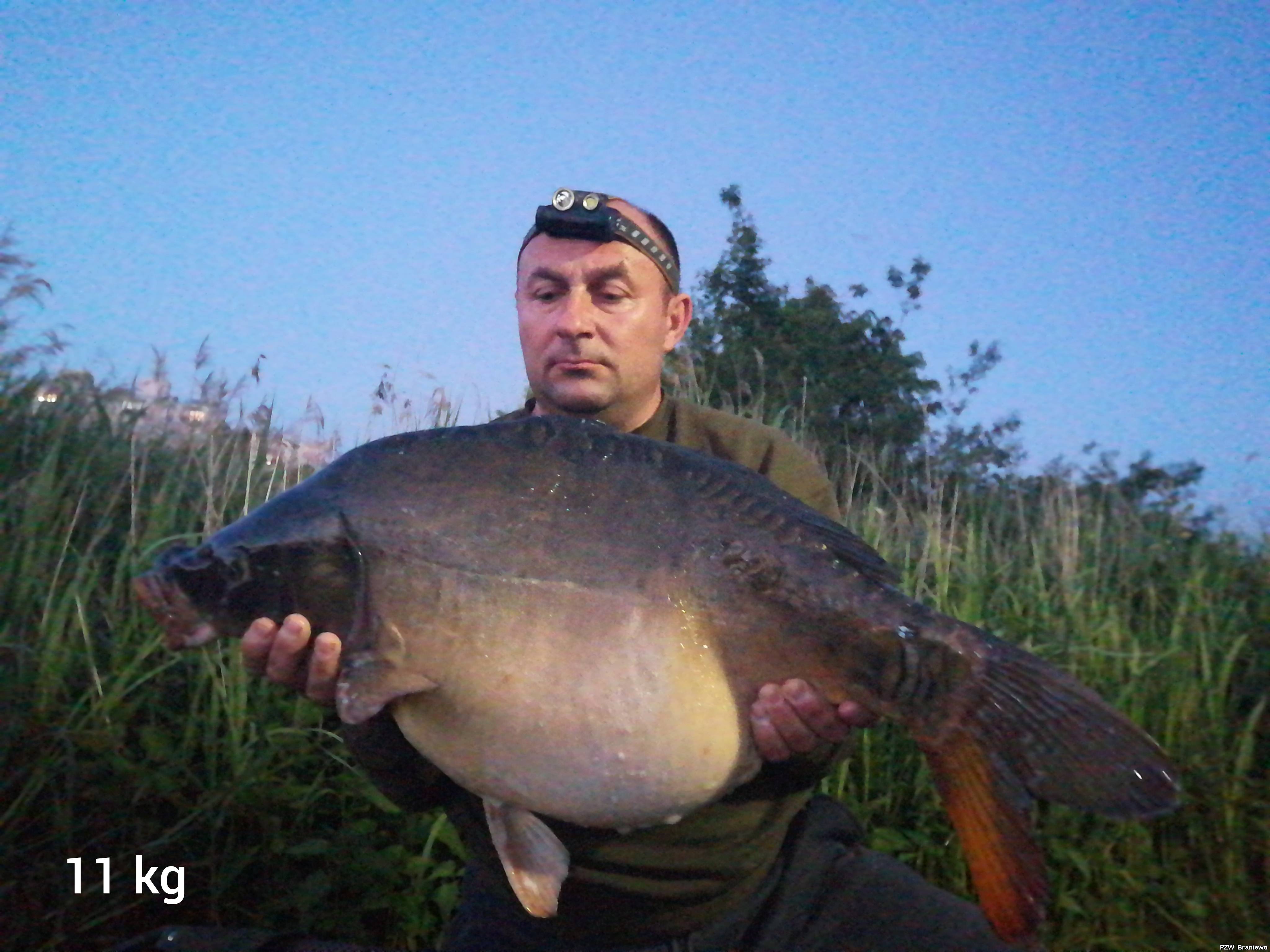 Karp 11 kg